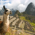 peru-machu-picchu-llama